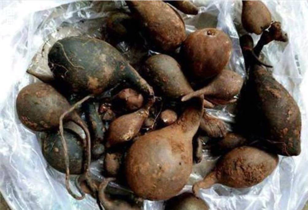 乌灵参又叫鸡枞胆,其实是它和鸡枞菌有着密不可分的关系,鸡枞菌喜欢长