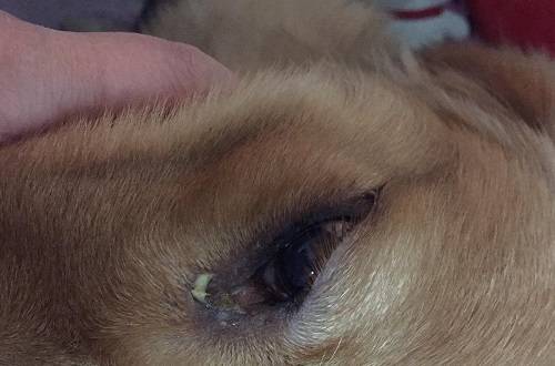 狗狗眼睛里有黄黄的粘稠物