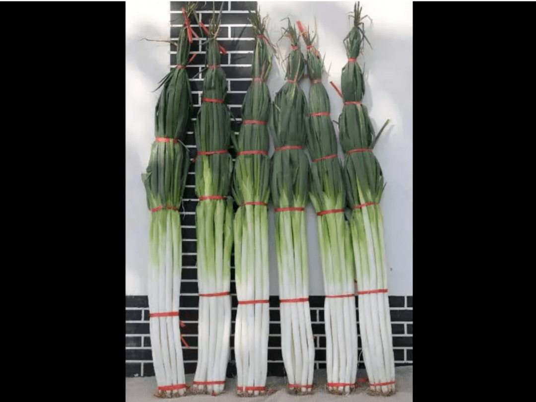 高2.5米的章丘大葱贴上浪潮质量码