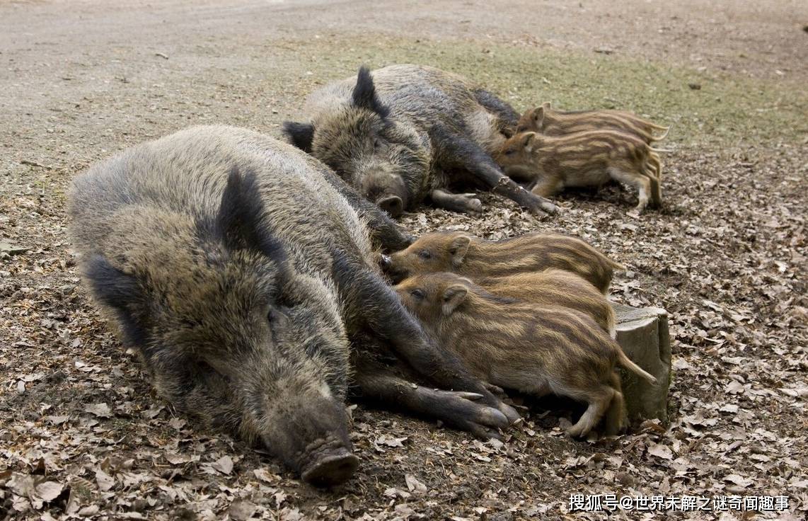 野猪没有灭绝危险,在美国泛滥成灾,为何我国还要保护它?