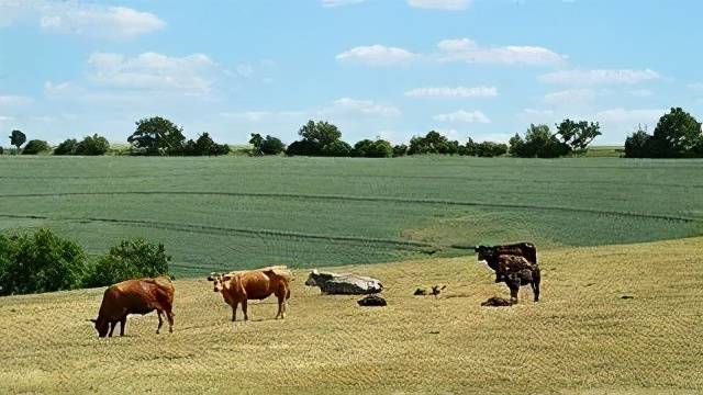 资讯| 以色列农场用无人机放牧,一架可管1000头牛_手机搜狐网