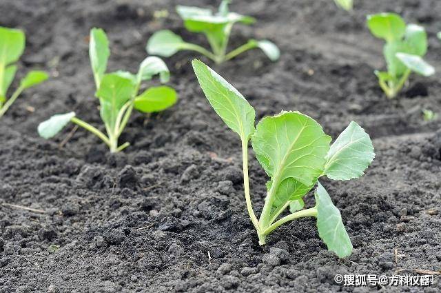 大白菜的施肥技巧