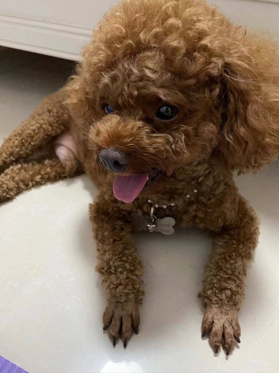 2020年11月30日在益阳市资阳区和顺家园寻找一只红棕色公泰迪