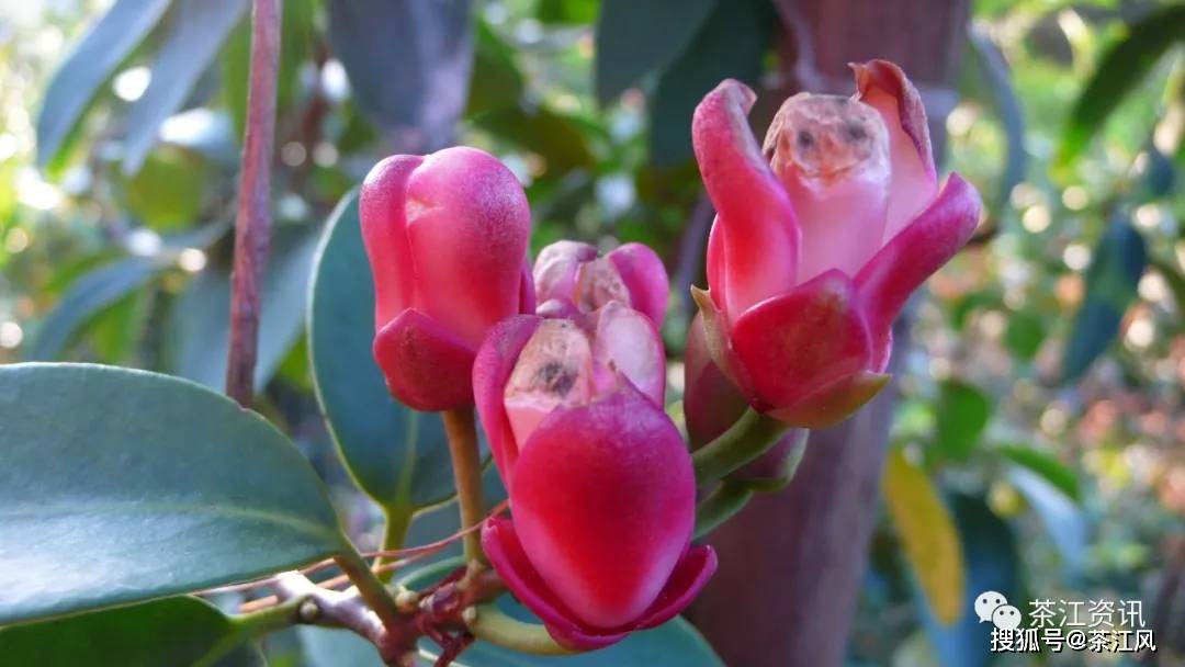 原创布福娜扎根瑶乡