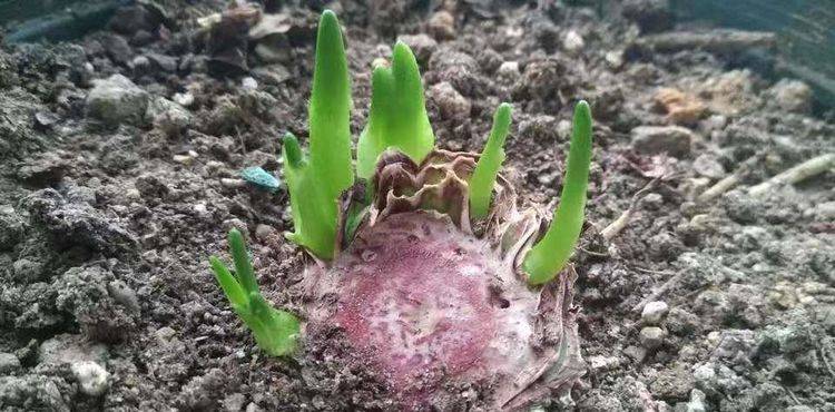 之后,根盘边缘全部都发出了新芽,最少的3-4个芽点,多的十几个芽点剩下