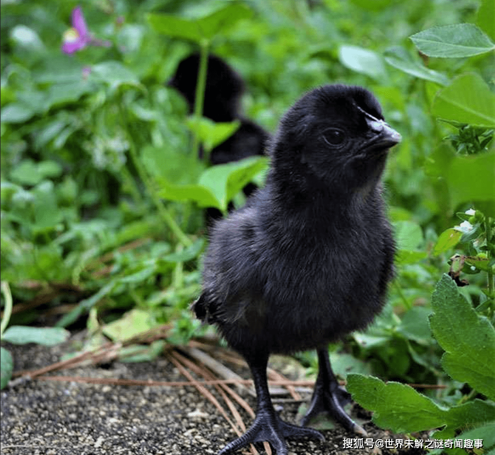 印尼罕见的"兰博基尼鸡":价值高达1.6万,收藏家梦寐以求_手机搜狐网