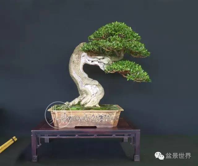 最美的100盆黄杨盆景