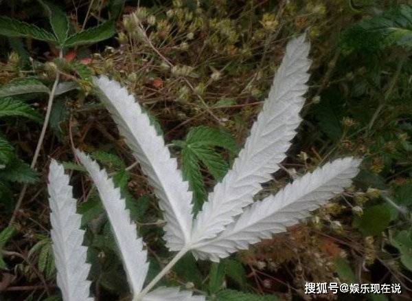 野鸡腿草图片