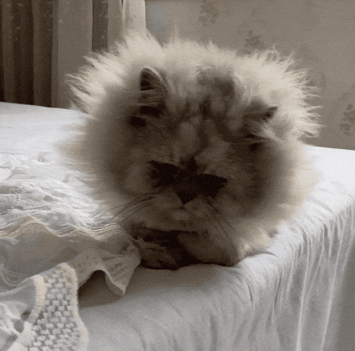 猫炸毛表情包图片