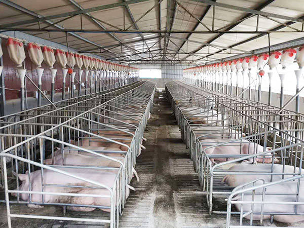 养猪场一般使用燃煤,油,柴锅炉或是电采暖设备为猪舍采暖.