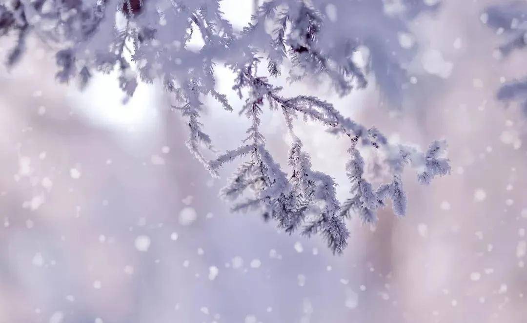 今日大雪 | 人生四季皆风景,雪落时节又逢君