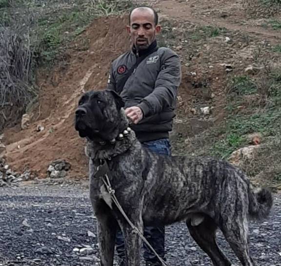 说坎高犬是世界上最老的牧羊犬之一,甚至已经超过了我们的中国藏獒