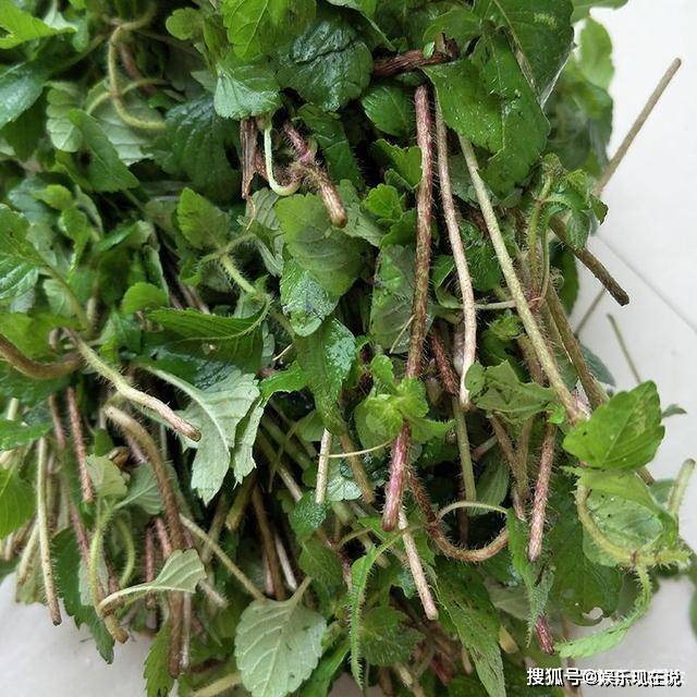 荒野中一野草,人称"狗肉香"炖鱼是极品,四川人最爱_手机搜狐网