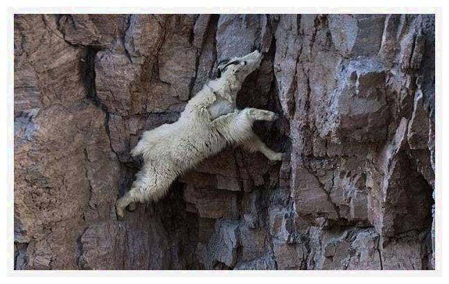 原创这种山羊能在峭壁上金鸡独立气质非凡农村人表示优秀