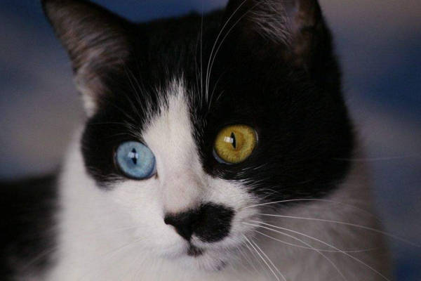 猫咪的鸳鸯眼其实是种疾病,看起来非常美,却会使它们感到痛苦