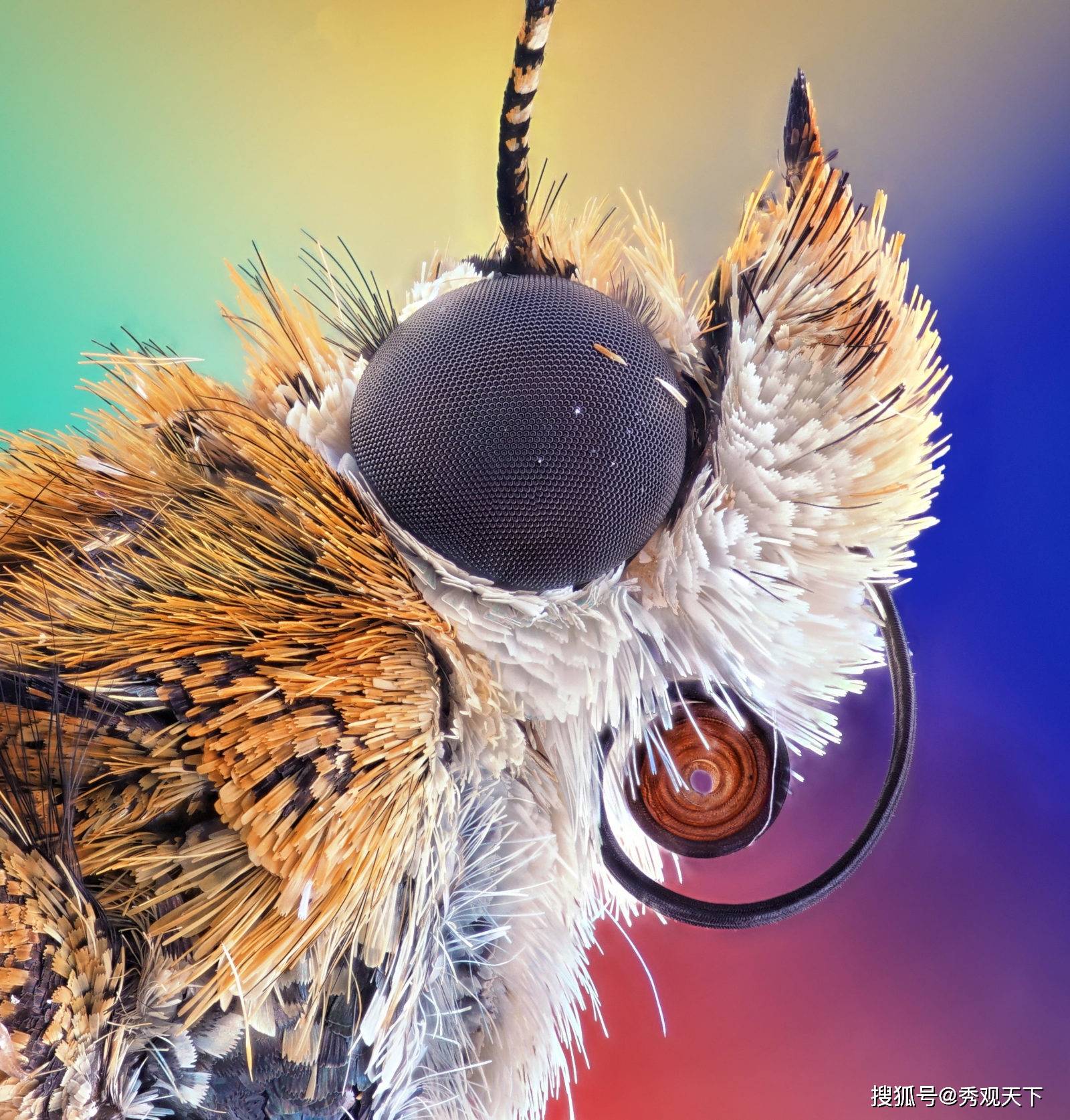 nikon"微小世界"摄影大赛优秀作品一览