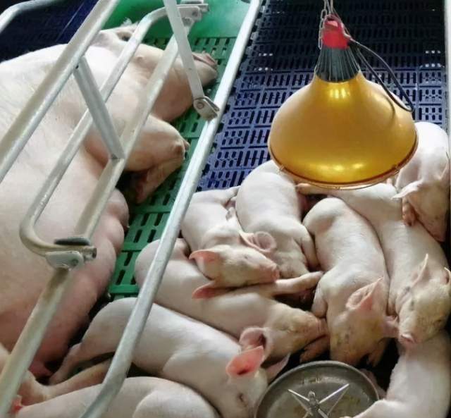 断奶小猪怎么喂不拉稀?快看这4个好方案
