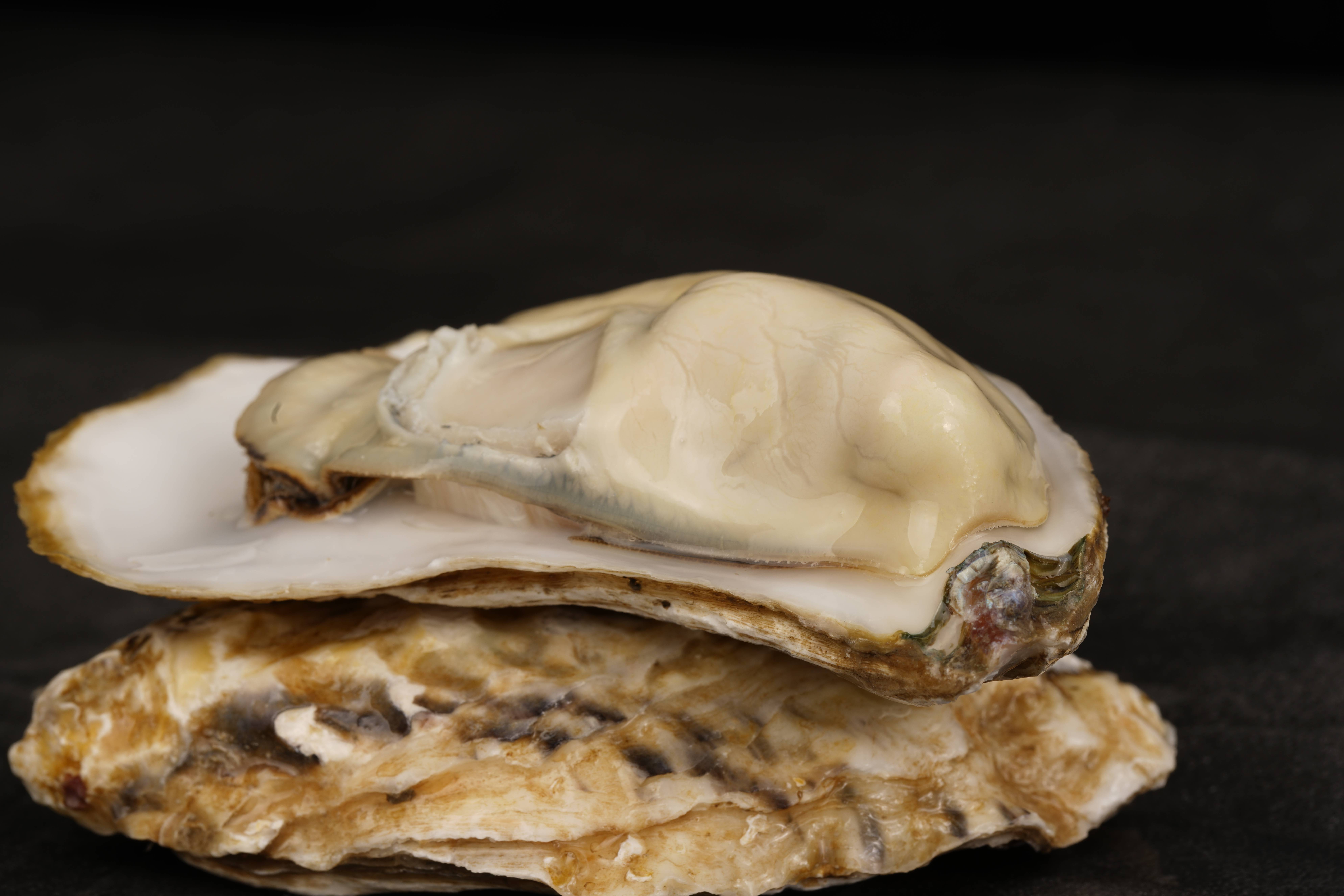 大叔说|今天带你认识灯塔水母三倍体生蚝,并学会区分二倍体生蚝!