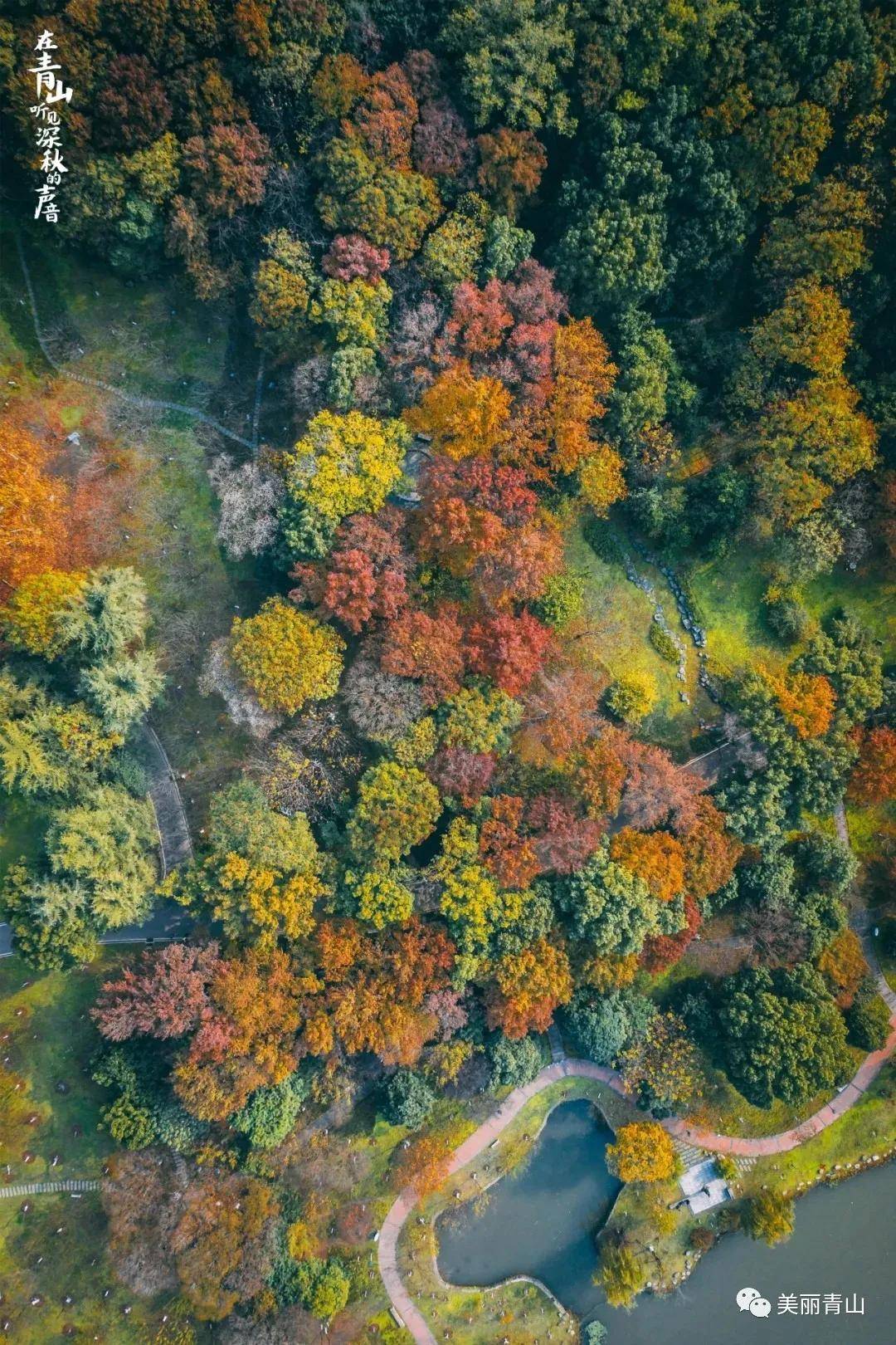 远眺,层林浸染,尽收眼底像是置身在一场秋天的红叶盛宴沿着园中小径