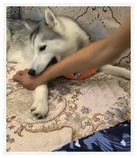 这是我见过最通情达理的二哈,在刀子面前,它表现优秀!