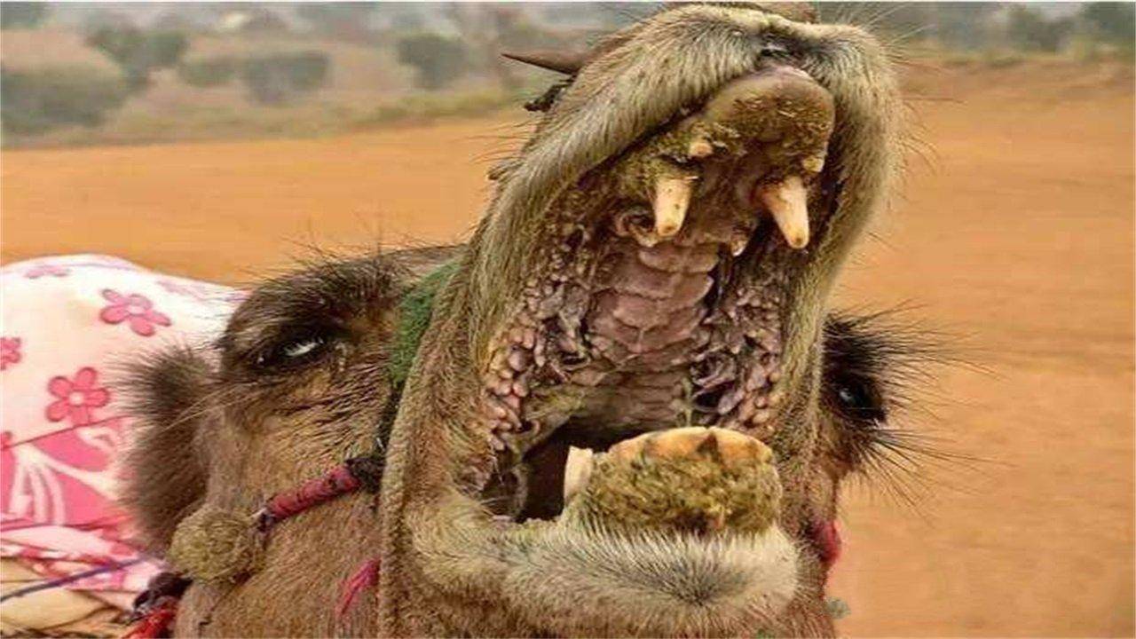 骆驼的口腔截图图片