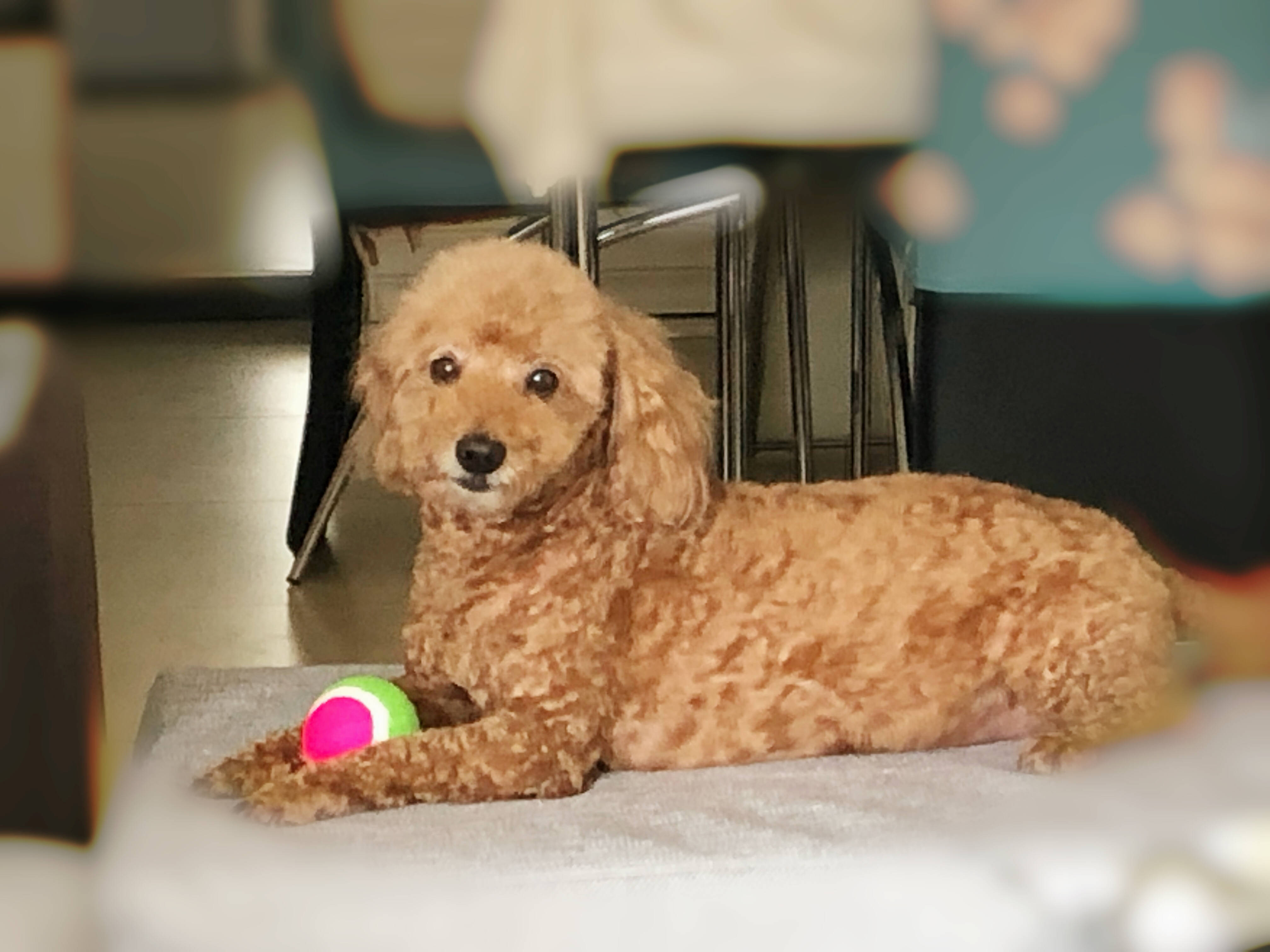 郑州人民公园西门丢失一只浅棕色公泰迪