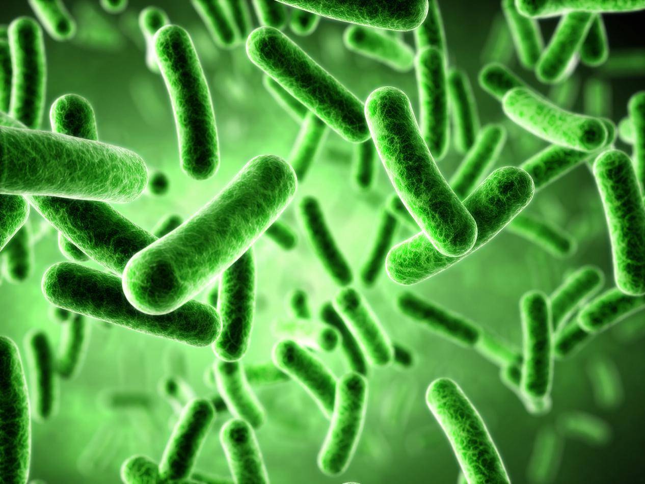 绿色硫细菌图片