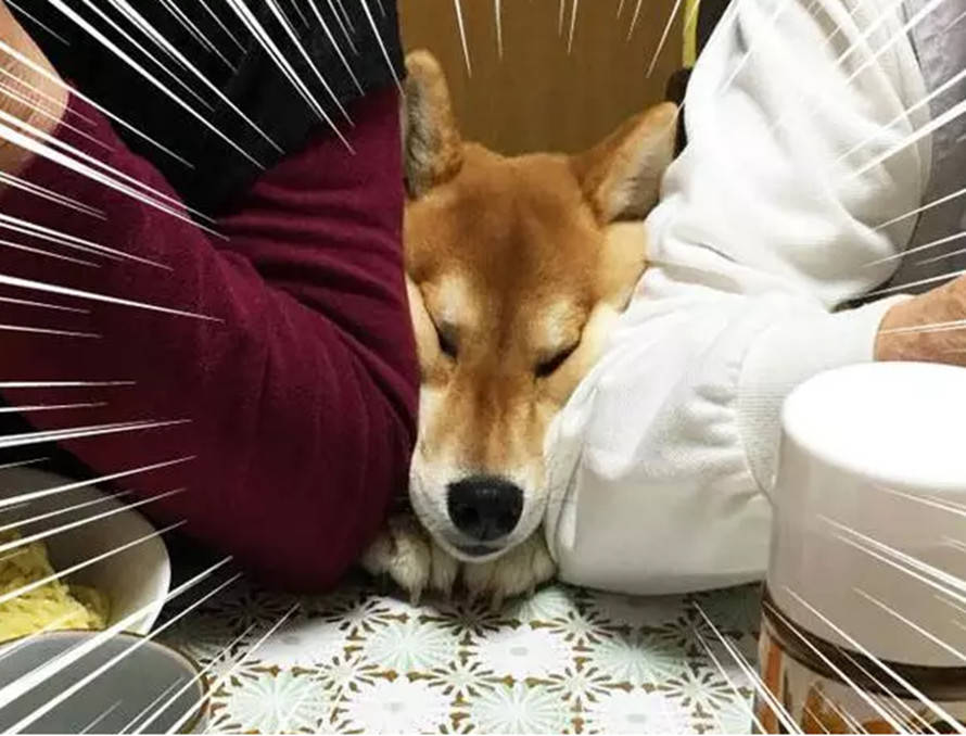 柴犬想吃桌上的肉肉,不惜被父母把脸都挤扁了,主人看了哈哈大笑!