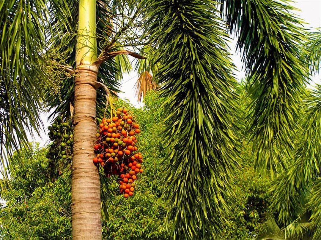 泰国槟榔树图片图片