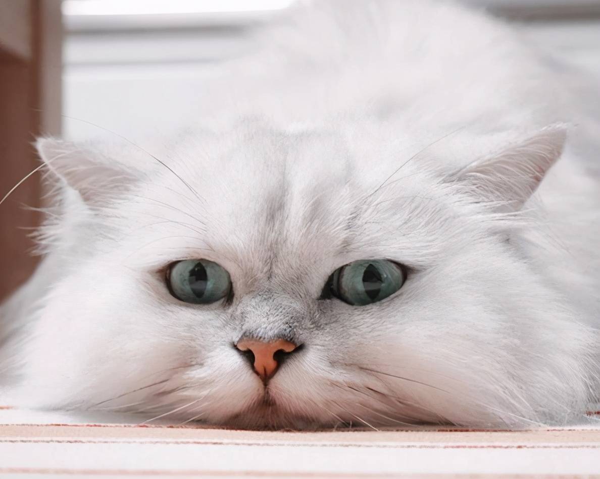 这6种猫咪养哪个都不会后悔!铲屎官看过来