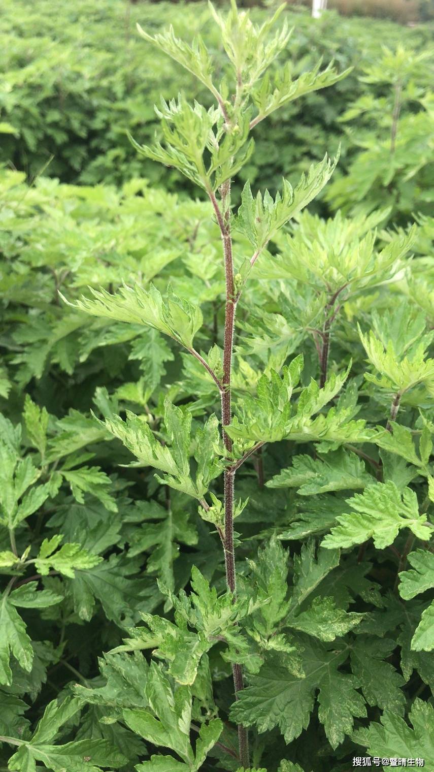 红脚艾根部为什么是红色的谜底终于解开了,涨知识了._鲍姑