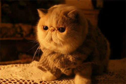 一般来说,加菲猫的价格会根据它的血统,品相来定,杂交的串串加菲猫