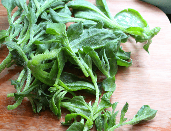 这种草相比其他蔬菜贵,长得很奇特水灵灵的,为什么这么贵?_手机搜狐网