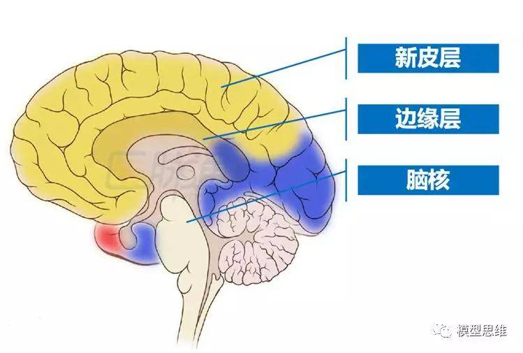 思維模型11情緒智力模型一為什麼情商比智商更重要