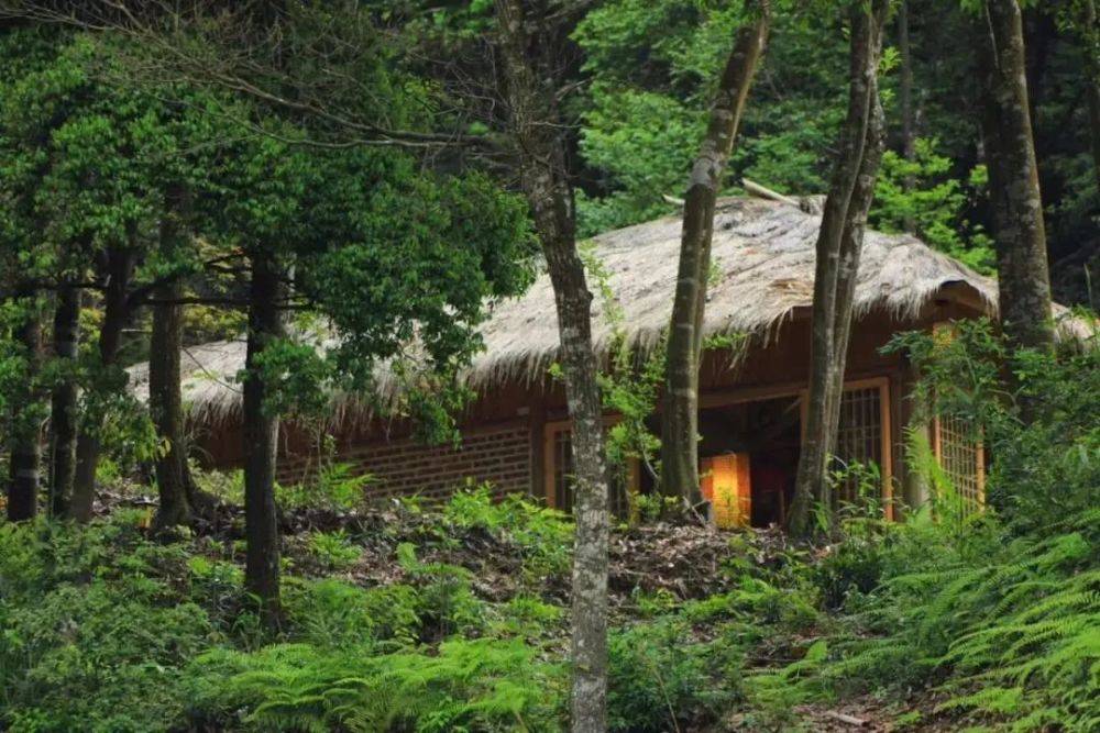 这位茅草屋的主人对白茶有着独树一帜的见解