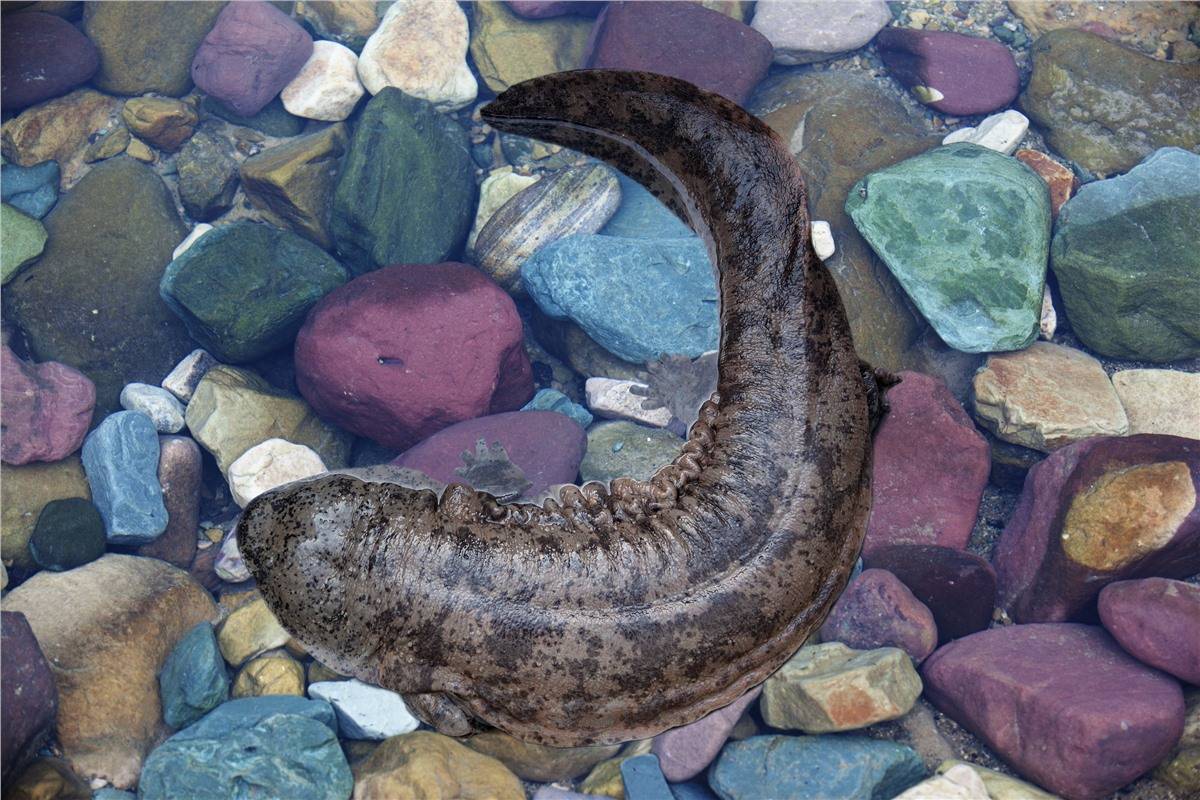 "大鲵"是张家界金色卡片的重要一环,也是中国的瑰宝.