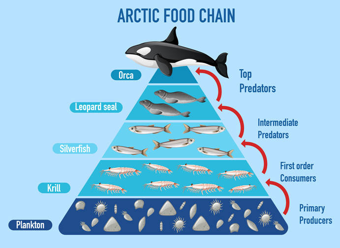 海洋食物链设计图图片