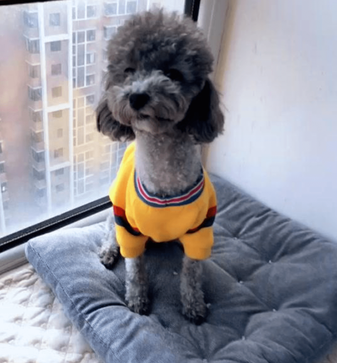 泰迪哺育狗崽,看到主人后翘腿露肚子,主人:不用抬腿我不吃