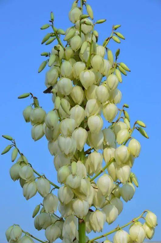 小麦花图片大全大图图片