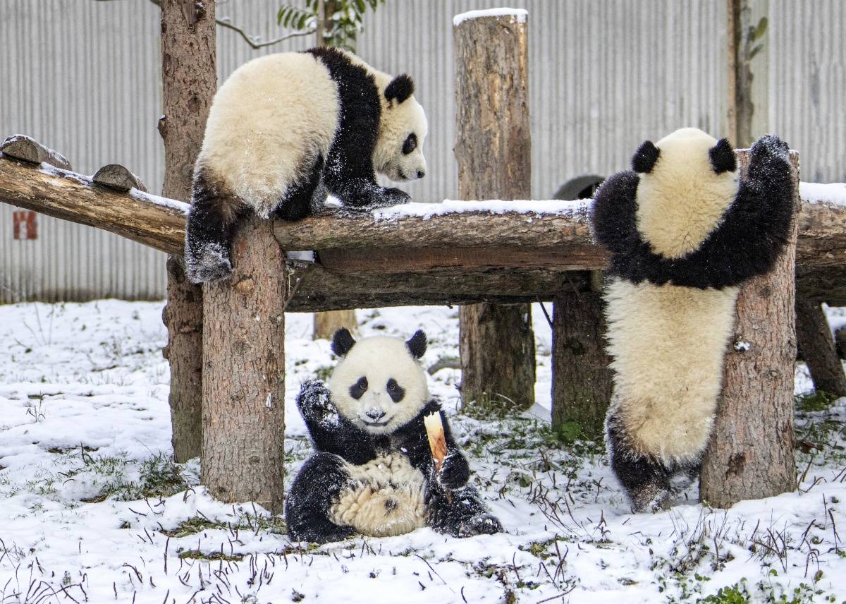 中国大熊猫在北欧玩雪图片