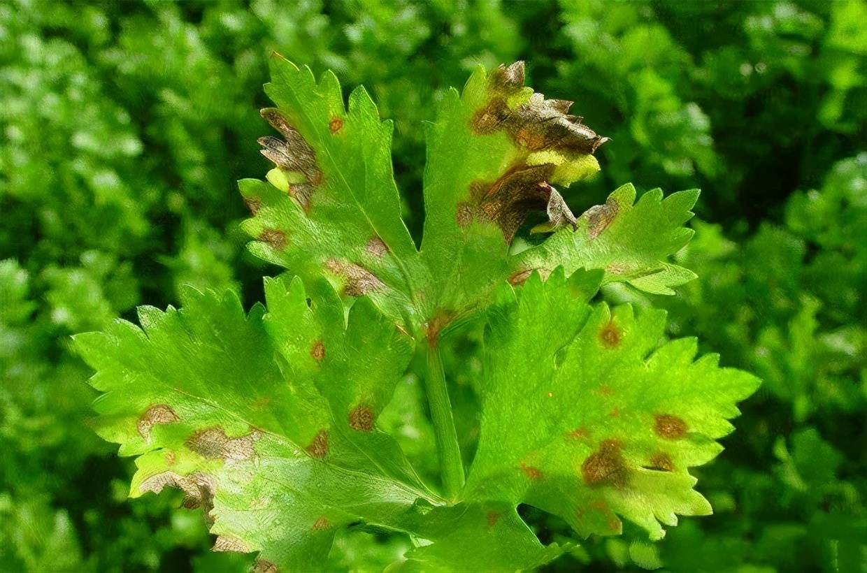 芹菜叶斑病如何防治
