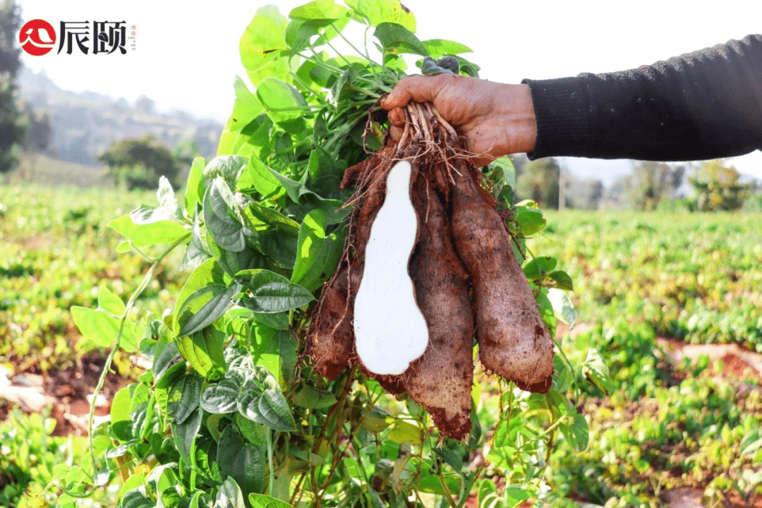 辰颐物语秤砣山药秒杀:秤砣山药健脾养胃,补气益肾,香润软糯