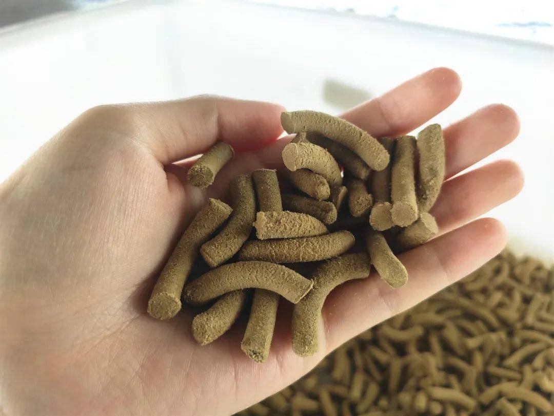 山塘这个人用饲料养殖桂花鱼成活率预计8成