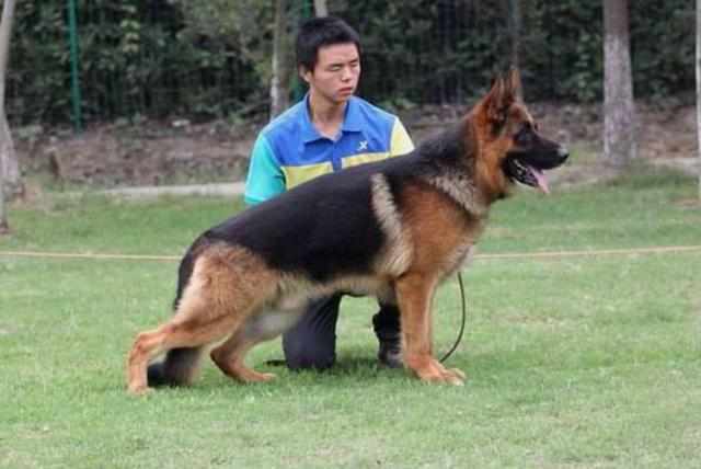 原创世界四大狼犬中有两只来自中国,它取代德牧却受国人排挤!