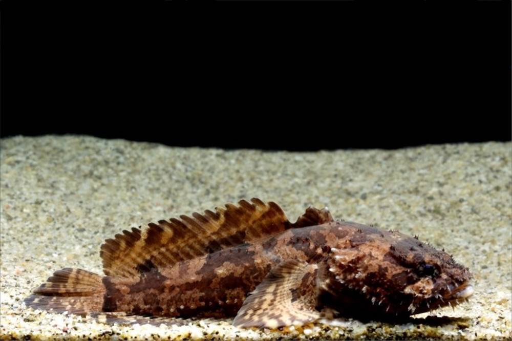 伪装功能较好的豹蟾鱼等,就会潜伏在水底,等待猎物进