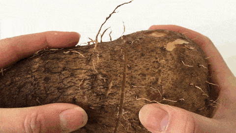 这种山药你们一定没吃过 这种长相呈椭圆棒槌形 上窄下宽,恰如秤砣