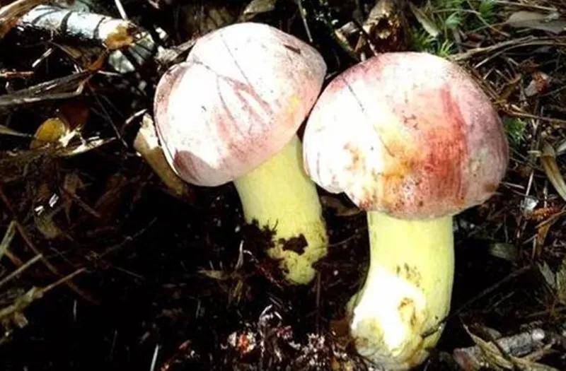 的味道,又是从桃花的坟上长出,所以大家就不约而同地将它称作桃花菌