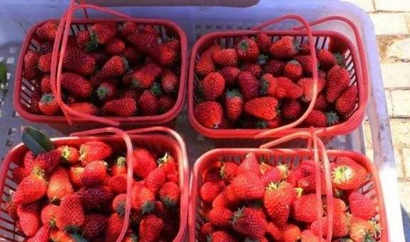韩国美女游客第一次来中国，买草莓惨遭拒绝，帅老板：不要钱！