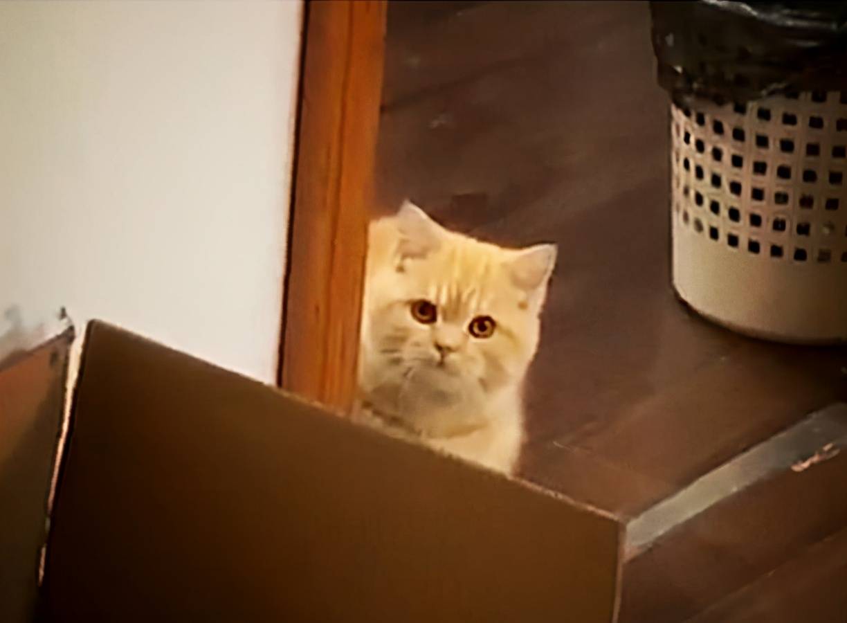 原创主人好几天没去上班橘猫在门口伸出了脑袋脸上表情充满了担心