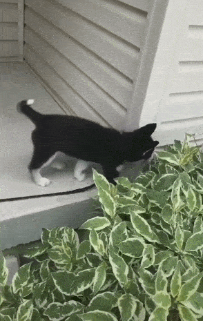 这个画面上传到网上之后,有一个网友留言说:"哈士奇太搞笑了,想不到